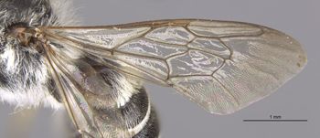 Media type: image;   Entomology 15709 Aspect: Wing front